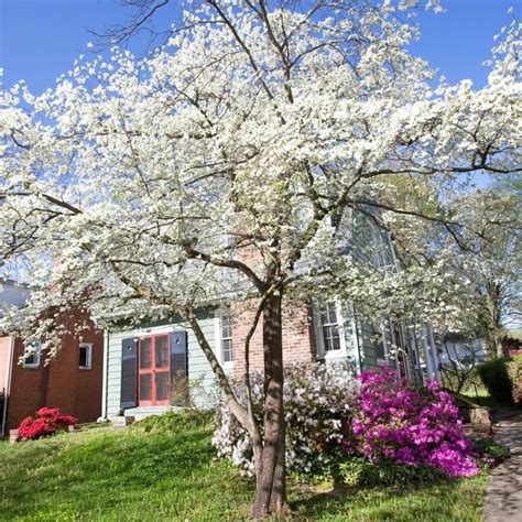 10 16 White Dogwood Tree Plant Live White Flowering Dogwood ...
