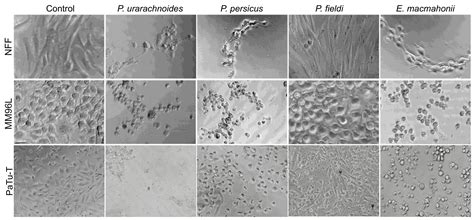 Extensive Variation in the Activities of Pseudocerastes and ...