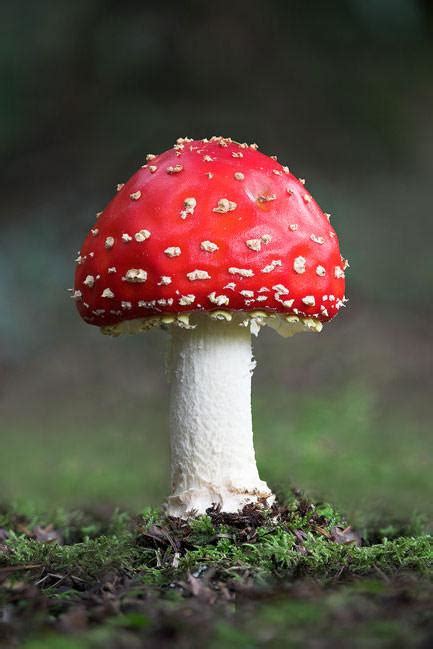 Image result for Mushroom Huge Dataset Classification Python