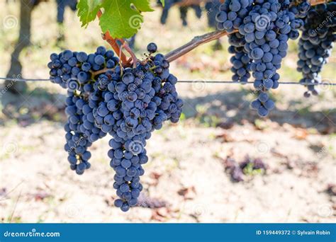 Ripe Cabernet Franc Grape on Vine in Saint Emilion Bordeaux Region of ...