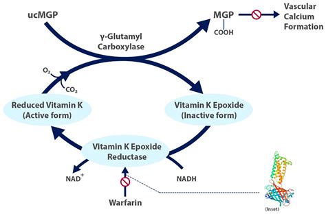 Warfarin Mechanism Of Action Coagulation Cascade