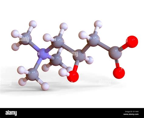 L-Carnitine food supplement molecule chemical structure Ball and stick reprentation. Atoms are ...