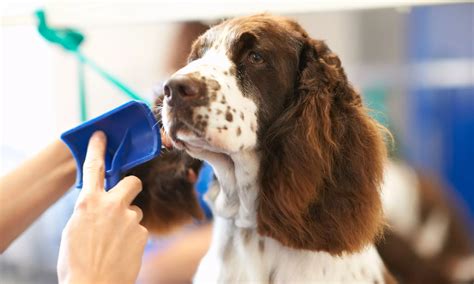 Puppy Love Dog Grooming - From $35 - Las Vegas | Groupon