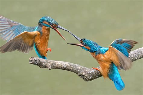 Image result for Snakes Exploding