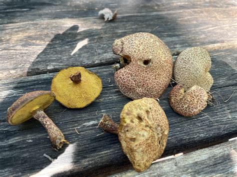 Edible? Found Eastern PA under and near pines. : r/mycology