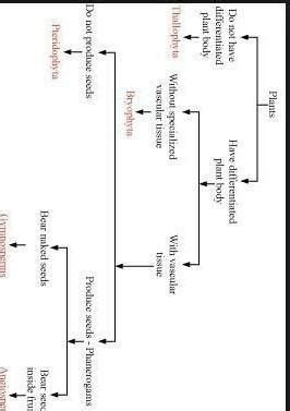Draw the flow chart by classification of plants - Brainly.in