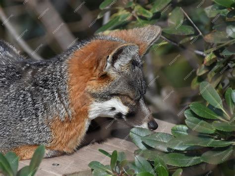 Channel Island Gray Fox