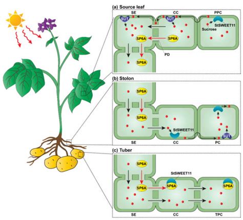Systemic Signaling: A Role in Propelling Crop Yield