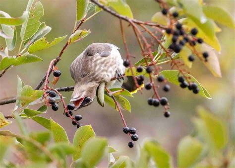What do mockingbirds eat?