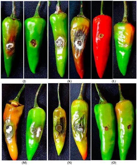Life | Special Issue : Plant Biotic and Abiotic Stresses