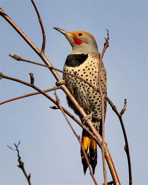 Northern Flicker (Red-shafted)