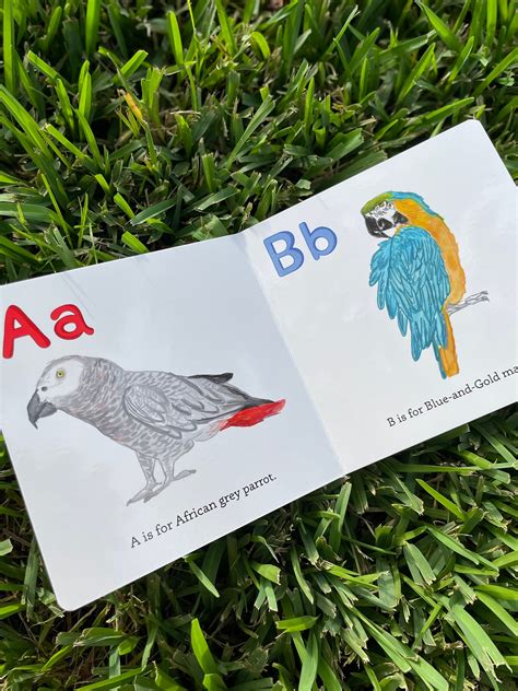 Parrot Abc's Children's Board Book - Picture Book - English Alphabet ...
