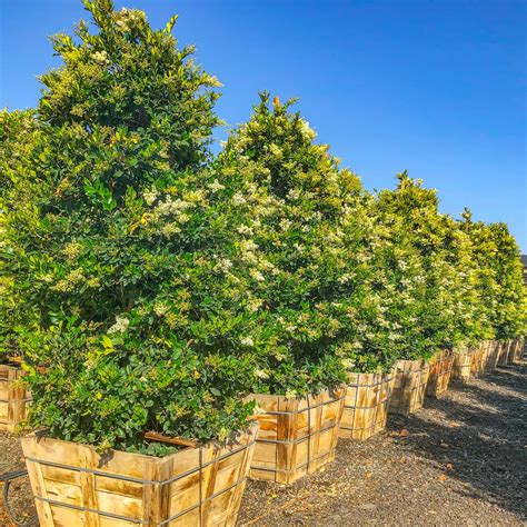 Wax Leaf Privet | Hedge Trees | Moon Valley Nurseries