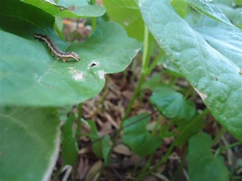 Cotton bollworm - Biocontrol, Damage and Life Cycle