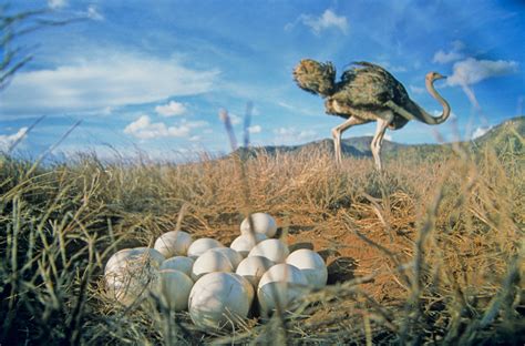 Ostrich Egg In Nest