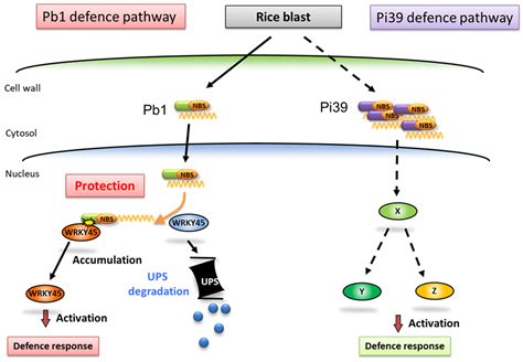 Investigating the Mechanisms Underlying the Durability and Sustainable ...