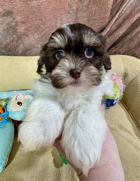 Hershey - Shih-Poo Puppy for Sale in Boardman, OH | Lancaster Puppies
