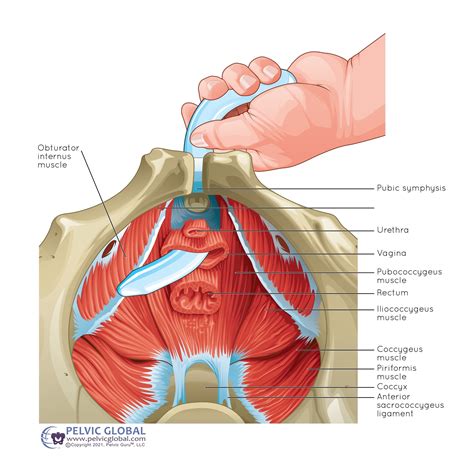 Obturator Muscle Obturator Internus Muscles Fotos Und Bildmaterial