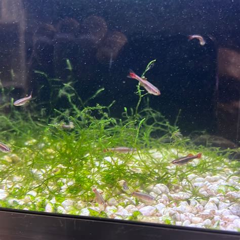 LongFin White Clouds "juv"(mountain minnows) – Tropical Aquarium