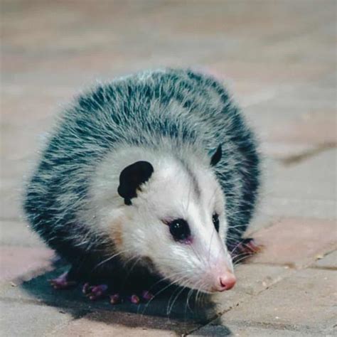 Do Possums Eat Chickens {Yup} - The Peasant's Daughter