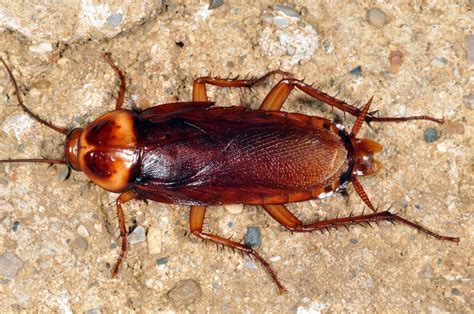 How To Identify Male And Female Cockroach at Loretta Larsen blog