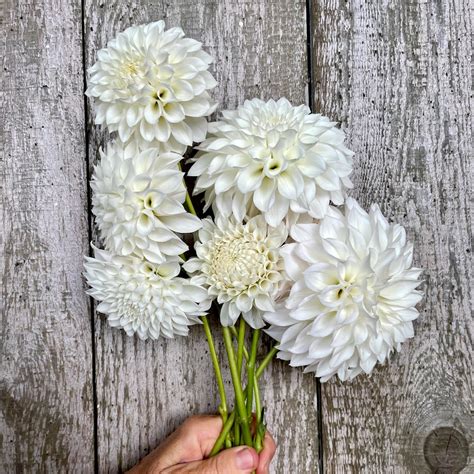 KA's® Bella Luna – Stonehouse Dahlias