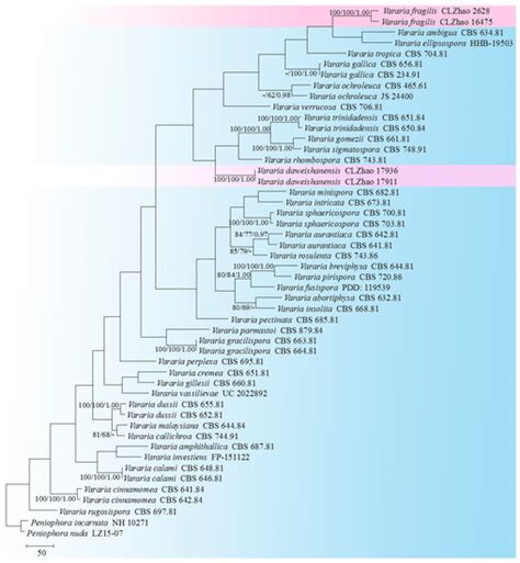 Four New Wood-Inhabiting Fungal Species of Peniophoraceae (Russulales ...