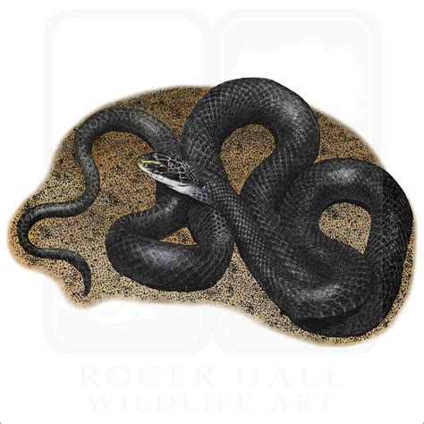 Fine Art Drawing of a Northern Black Racer Snake