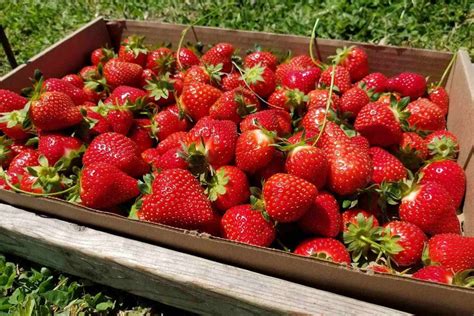 Strawberry Picking Waxhaw Nc at Mark Cox blog