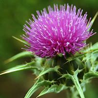 Image result for milk thistle images