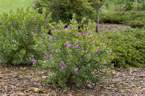 Petite Butterflies Sweet Pea Shrub - Monrovia - Petite Butterflies ...