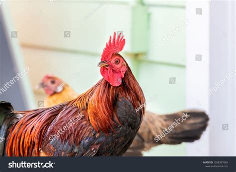 396 Key West Chickens Images, Stock Photos & Vectors | Shutterstock