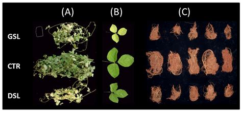Leaf Spectra Changes of Plants Grown in Soils Pre- and Post ...
