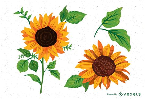 Sunflower Vector & Graphics to Download