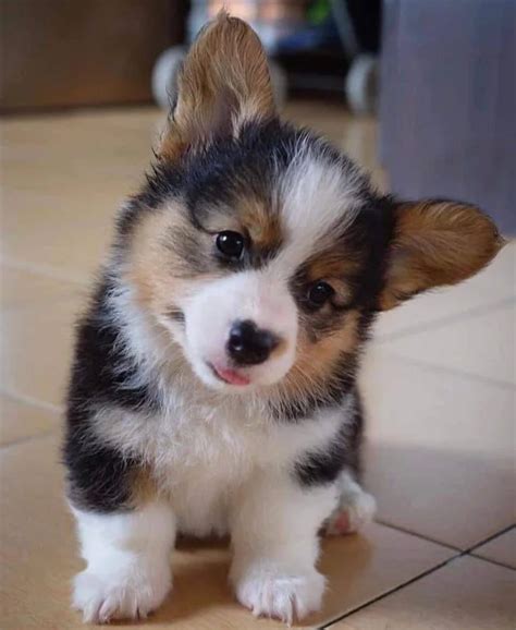 Do HCL Technologies pay variable pay? Performance Bonus @ 100% ...