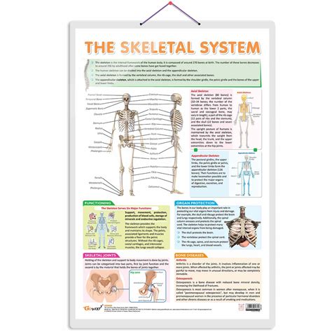 Buy THE SKELETAL SYSTEM CHART | The Marvels of Human Skeleton: A ...