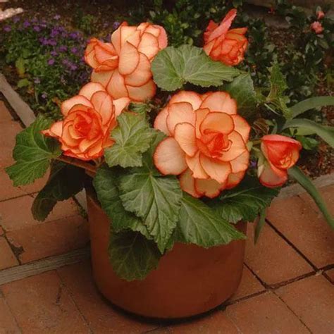 Picotee – ChhajedGarden.com