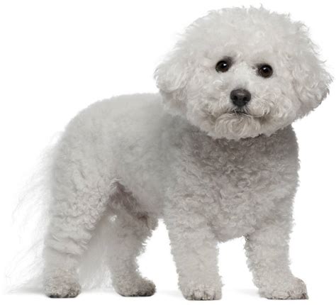 The Bichon Frise: A Comprehensive Guide to This Fluffy Companion