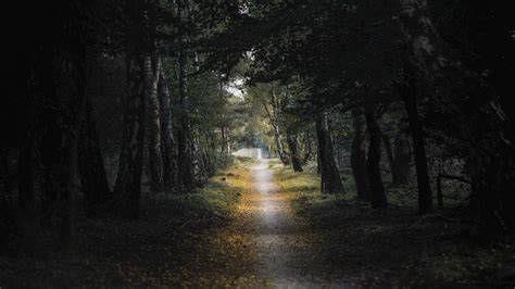 Download wallpaper 1920x1080 trail, forest, birch, trees, leaves, dark ...