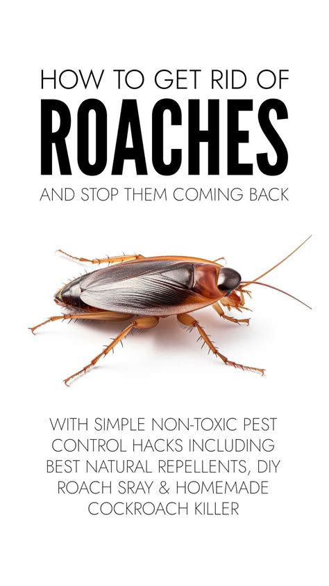 Best 12 How To Get Rid Of Cockroaches – Artofit