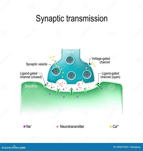 Synaptic Transmission. Structure Of Chemical Synapse Vector ...