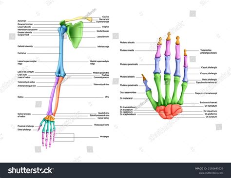Bones Of The Hand Diagram