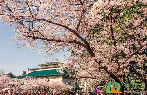 2017武汉大学樱花节时间、地点、门票