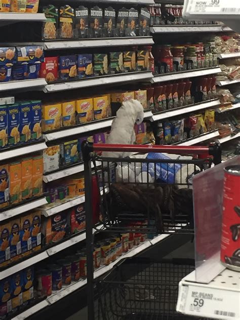 Target Pet Aisle at Thomas Reiser blog