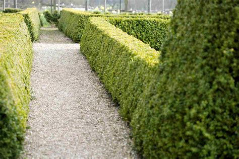 Best Evergreen Trees For Hedges at Karin Wright blog