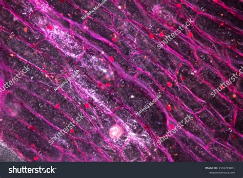 Cell Structure Under Microscope 的图像结果