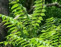 Image result for Basic Handicraft