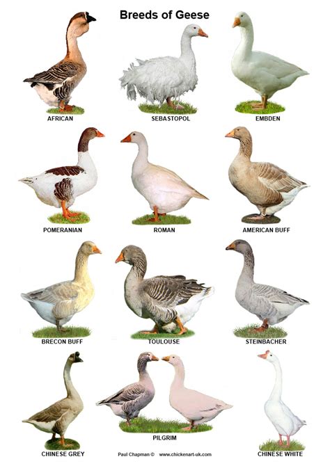 A4 Posters. Breeds of Poultry, Ducks, Geese and Turkeys - Etsy UK | Bird breeds, Geese breeds ...