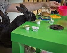Image result for Bunny Cafe