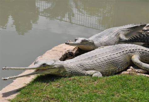 Alipore Zoological Garden, Kolkata Zoo